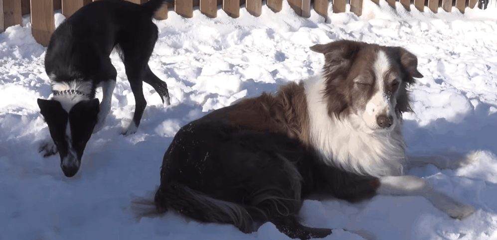 Dog Sitting in Snow
