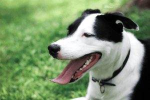 Read more about the article 3 Easy Ways To Naturally Clean Your Dog’s Teeth At Home