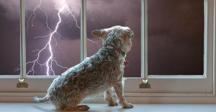 How To Calm A Dog Thunder