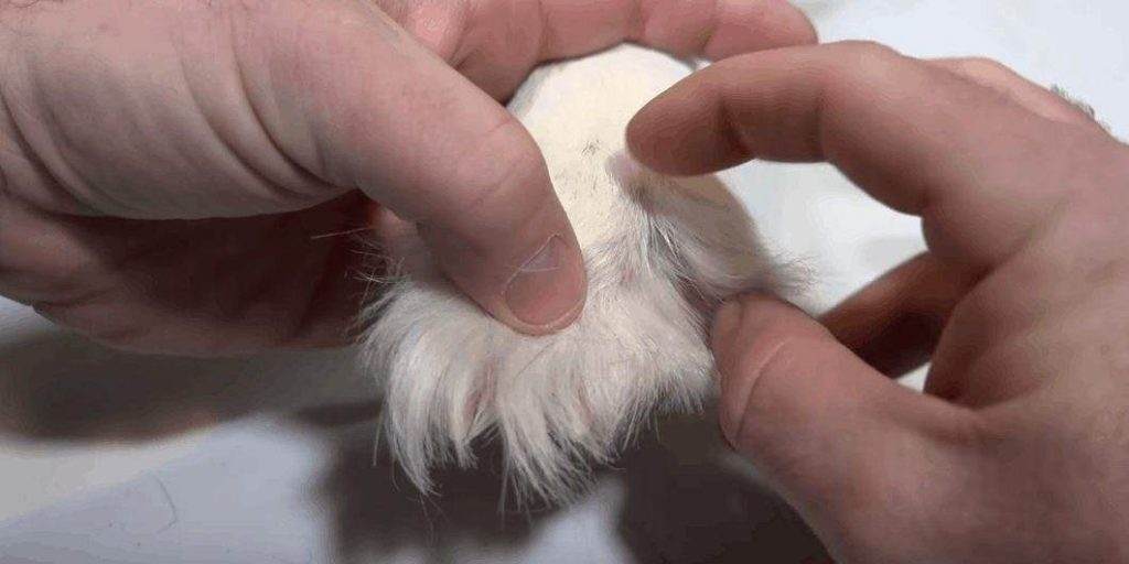 Ice  Can Get Trapped in the Fur