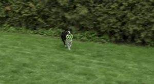 Read more about the article How to Train Your dog to Fetch and Retrieve?