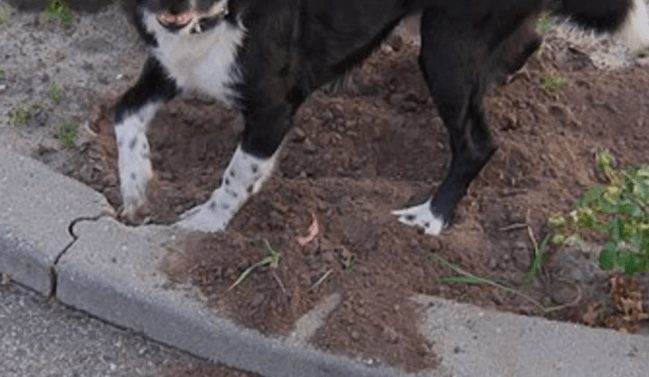 How To Stop Puppy Digging