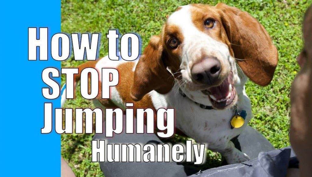 How to Stop Dog From Jumping