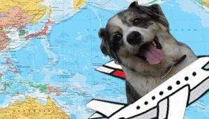 Read more about the article International Travel with Dog (Documents,Breed,Health,Cabin)