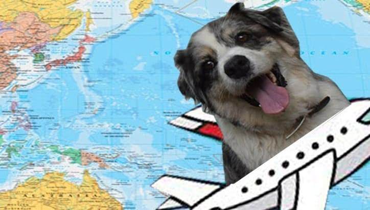 International Travel with Dog