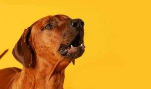 Read more about the article How to Stop a Dog From Barking Permanently?