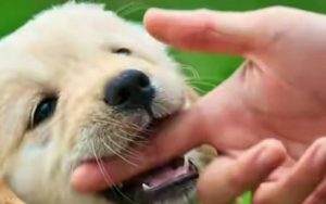 Read more about the article How to Train Your Puppy to Stop Biting?