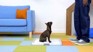 Read more about the article How to Use Dog Training Pee Pads (Working, Usage, Safety and Training)?