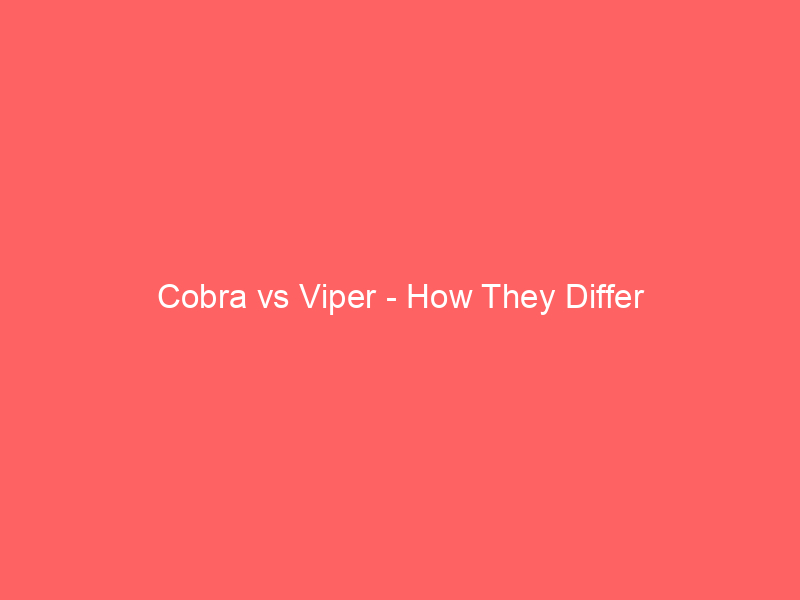 Read more about the article Cobra vs Viper – How They Differ