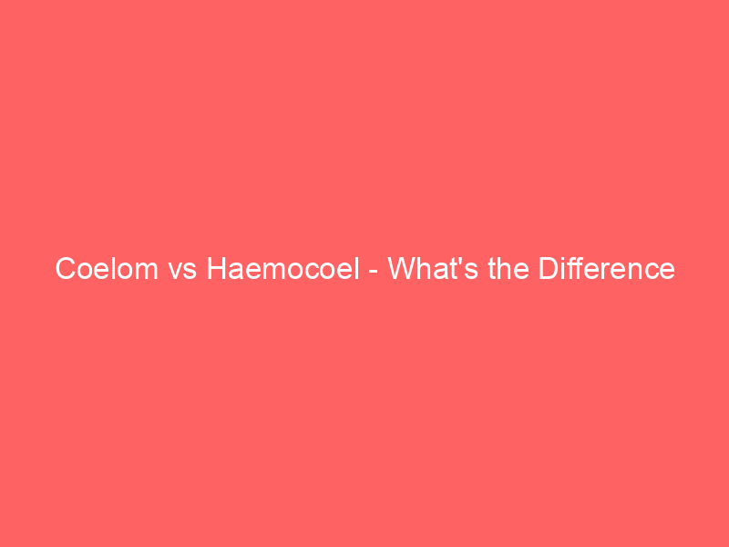 Read more about the article Coelom vs Haemocoel – What’s the Difference