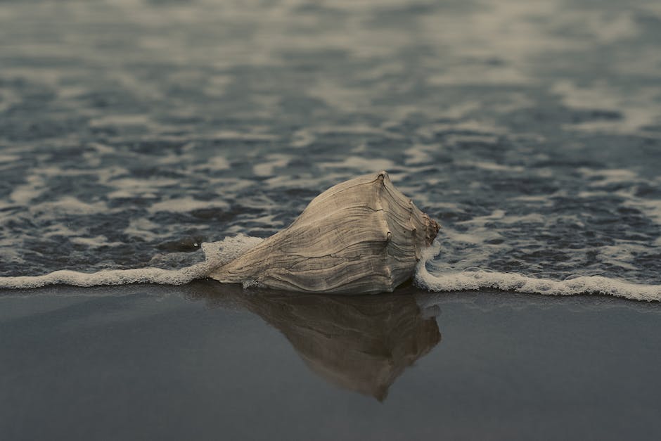 Shell