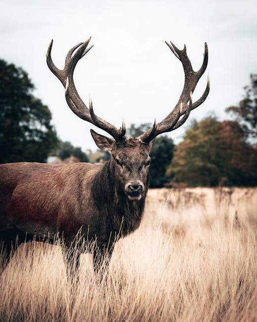 Deer