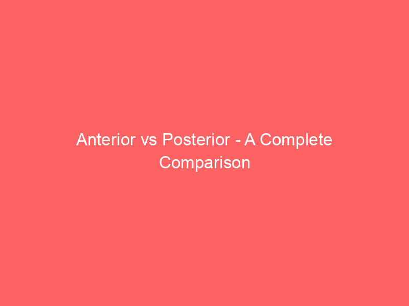 Read more about the article Anterior vs Posterior – A Complete Comparison
