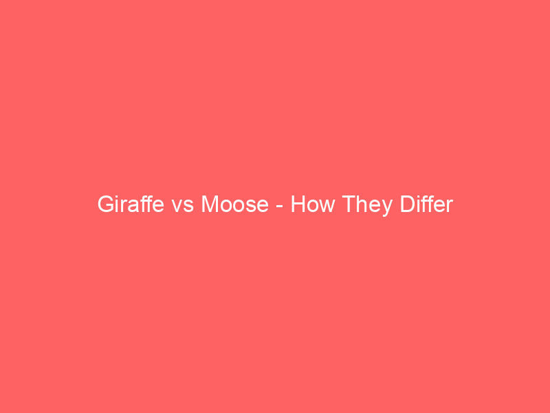 Read more about the article Giraffe vs Moose – How They Differ