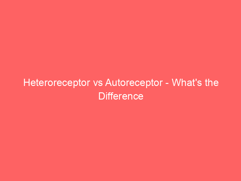 Read more about the article Heteroreceptor vs Autoreceptor – What’s the Difference