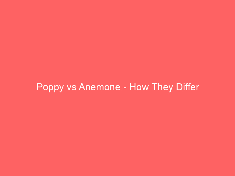 Read more about the article Poppy vs Anemone – How They Differ
