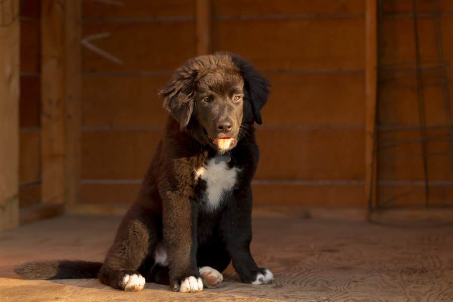 3 Labernese Dog