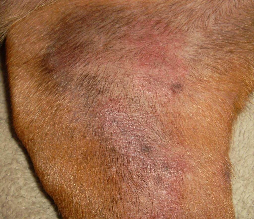 Can Your Dog Get Skin Yeast Infection 