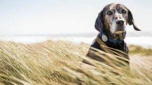 Read more about the article Best Dog Activity Monitors (These 4 Are a Must!)