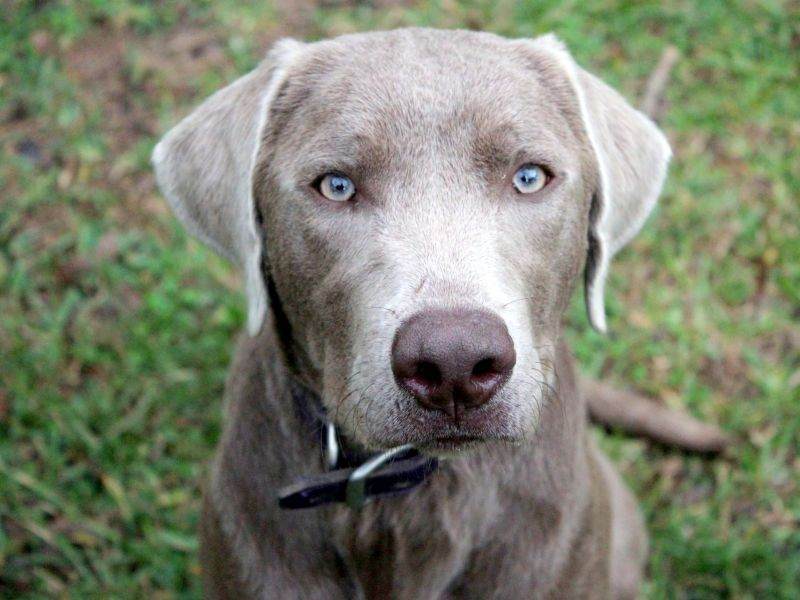 AKC Hunt Tests and Silver Labs