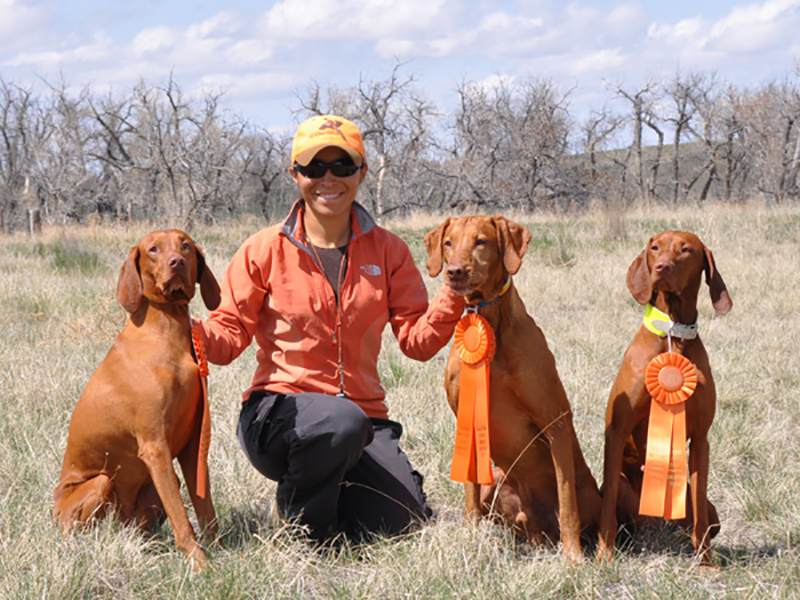 AKC Junior Hunt Test Checklist