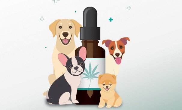 Administer CBD to Your Dog