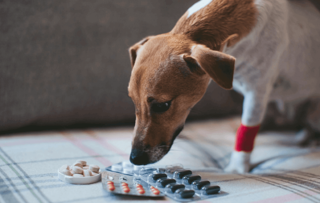 Alternatives of Carprofen for dogs