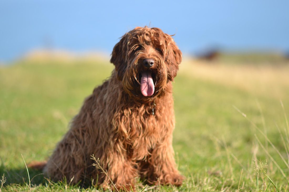 Australian Labradoodle 1