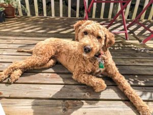 Read more about the article Australian Labradoodle Breed Information, Characteristics and Facts