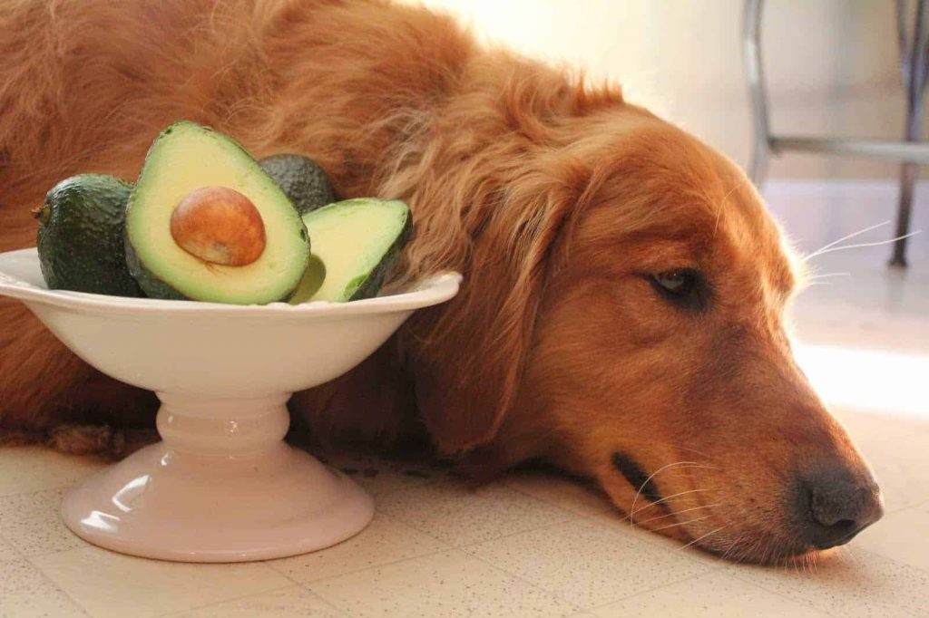Avocado Dog