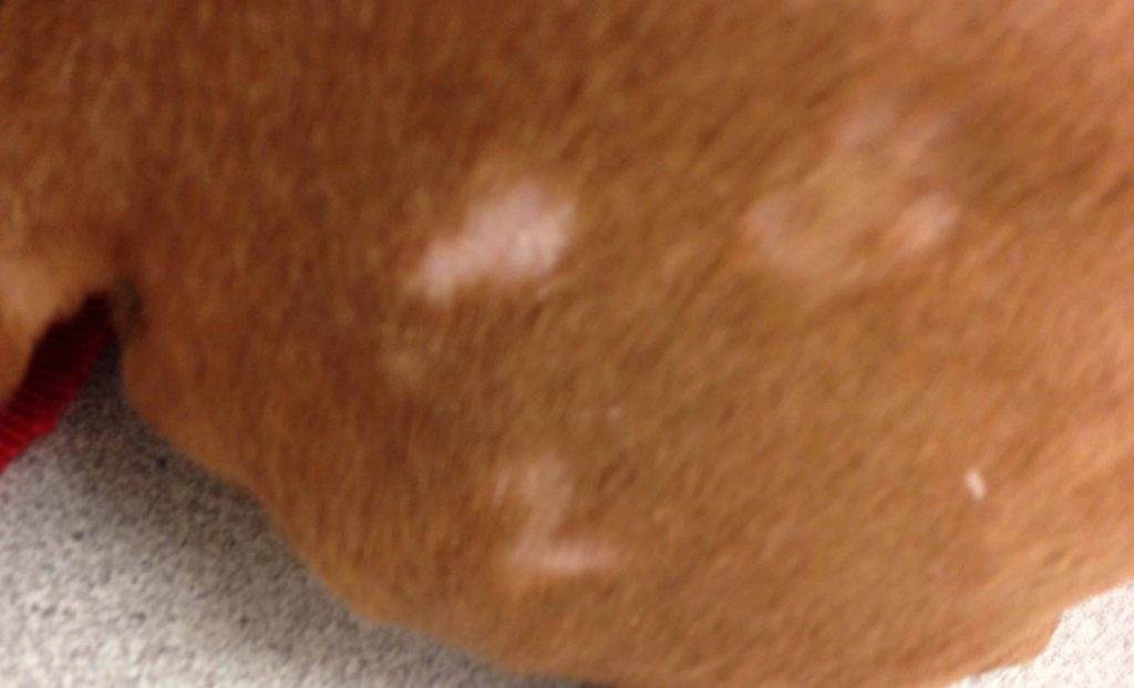Bald Spots in Dogs