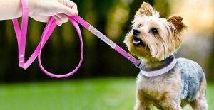 Read more about the article Best Bark Collars for Small Dogs