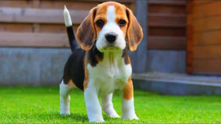 Beagle