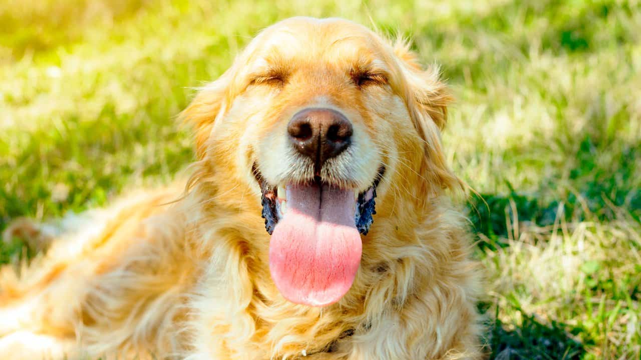 Read more about the article Tips to Beat Heat Stroke in Retrievers and Keep Them Active Too