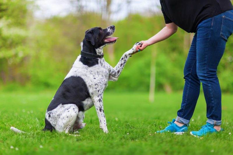 Benefits of Positive Training for Dogs