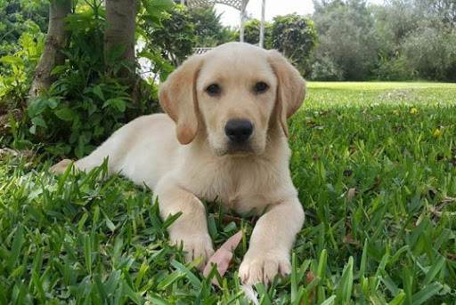 Benefits to neutering your Labrador retriever