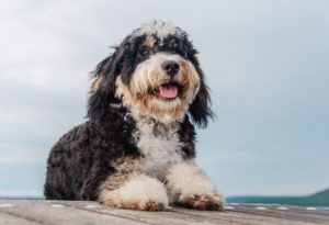 Read more about the article Bernedoodle Dog Breed Information & Pictures