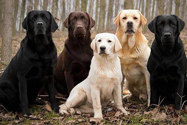 Best-Labrador-retriever-breeder-Color