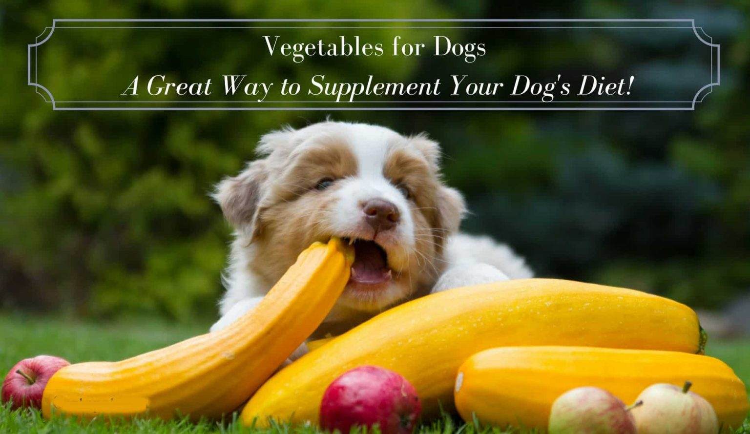 Можно собакам картошку. Овощи для собак. Собака и фрукты. Фрукты и овощи для собак. Собака ест овощи.