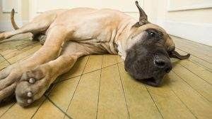 Read more about the article Bloat In Dogs: Everything You Should Know!