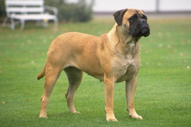 bullmastiff is ill with gastrointestinal signs