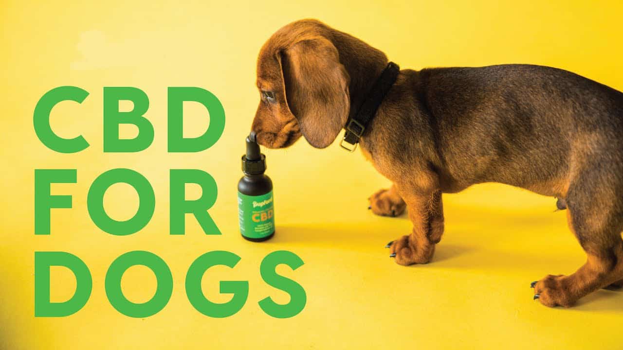 Read more about the article CBD Oil for Dogs – Does It Really Work?