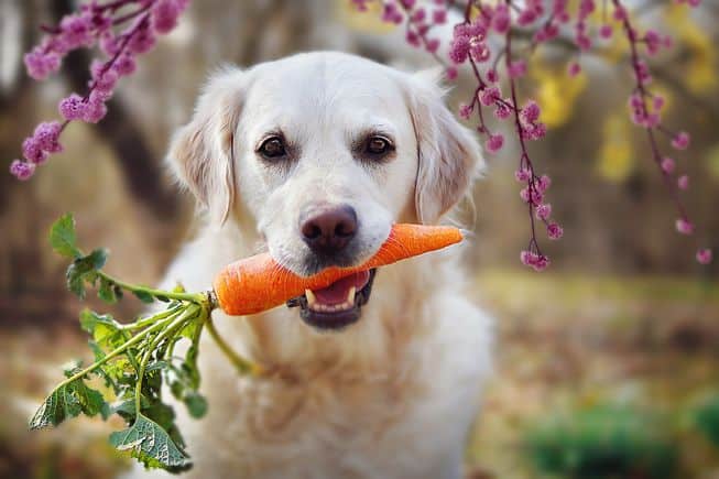 Can Dog Become Vegetarian