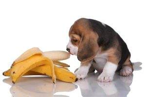 Read more about the article Can Dogs Eat Banana (The Complete Guide)