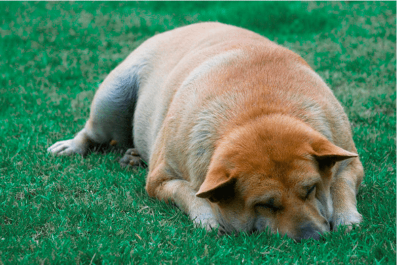 Causes of bloat in dogs