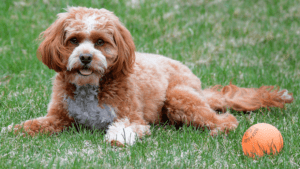 Read more about the article Cavapoo Dog Breed Information and Pictures