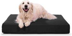 Read more about the article 5 Best Chew Proof Dog Beds for 2020