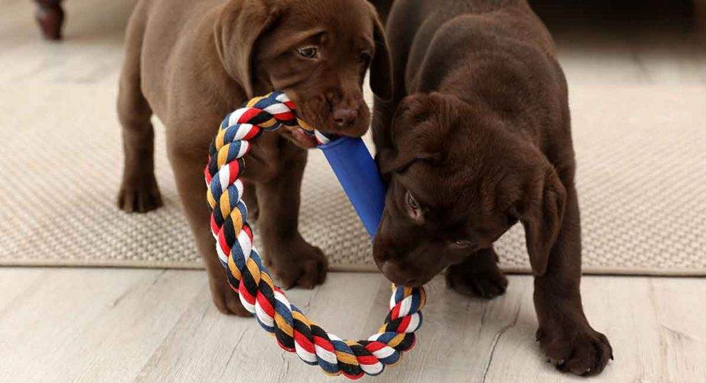 Chew Toys for Labrador Dogs