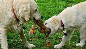 Read more about the article 5 Worst Chew Toys for Retrievers