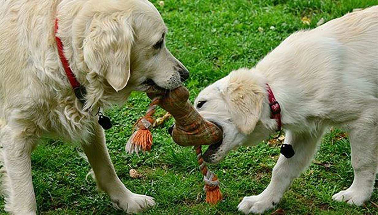 You are currently viewing 5 Worst Chew Toys for Retrievers